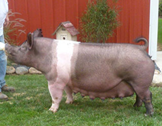 74-1 Crossbred